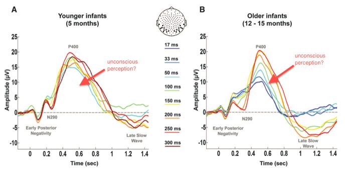 Figure 3 from Kauider et al 2013 showing electromagnetic response patterns of infants during perception tasks. 