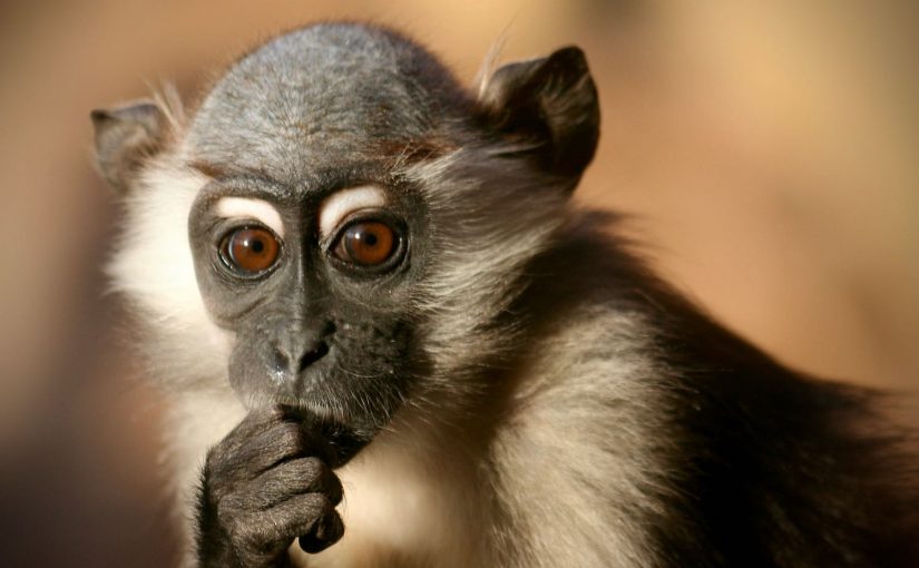 A thinking primate.